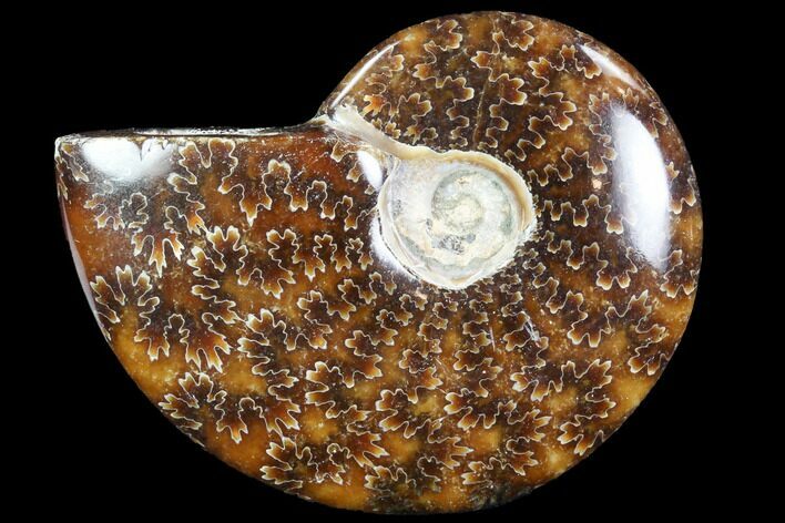 Polished, Agatized Ammonite (Cleoniceras) - Madagascar #88112